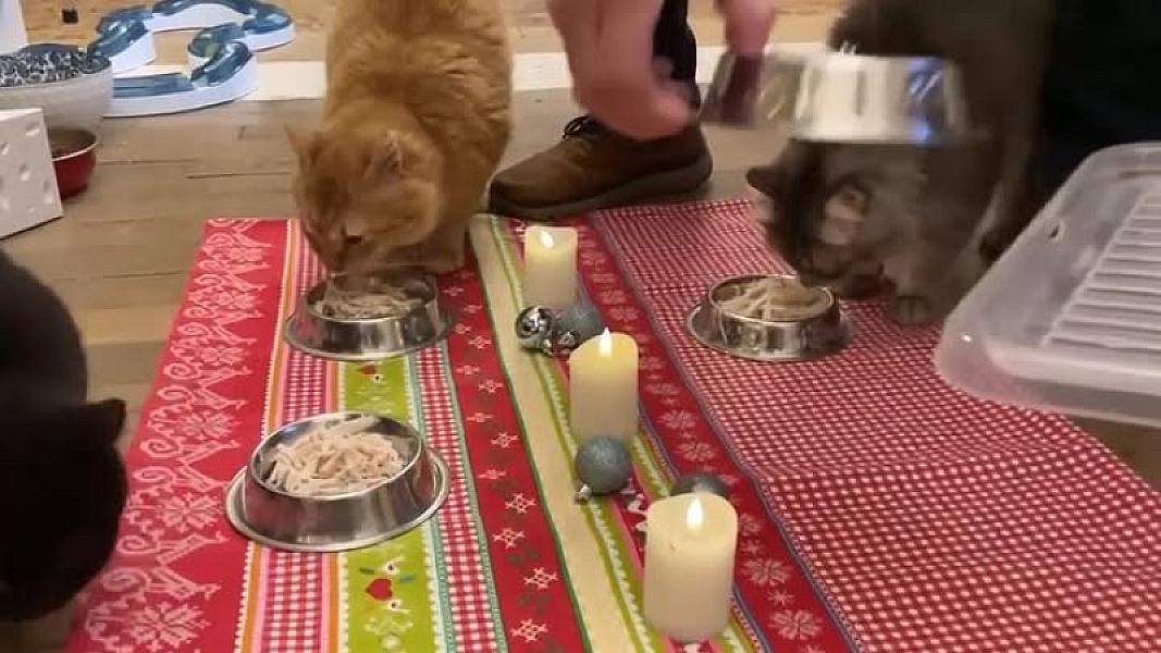 Kattenpraat