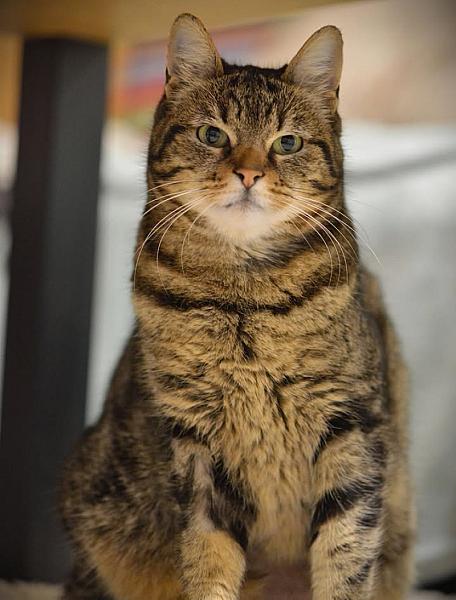 Kattenpraat