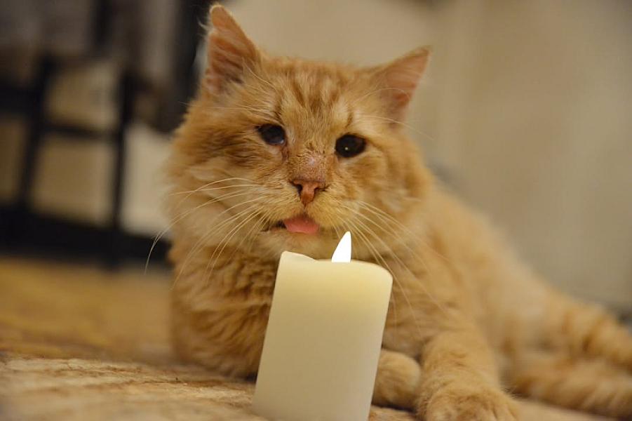 Kattenpraat
