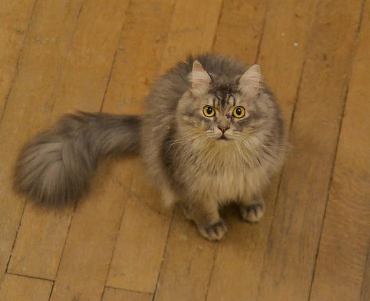 Kattenpraat