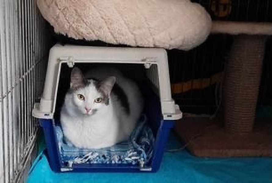 Kattenpraat