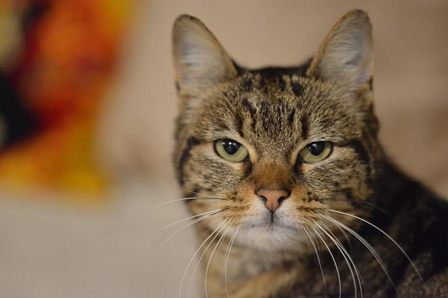 Kattenpraat
