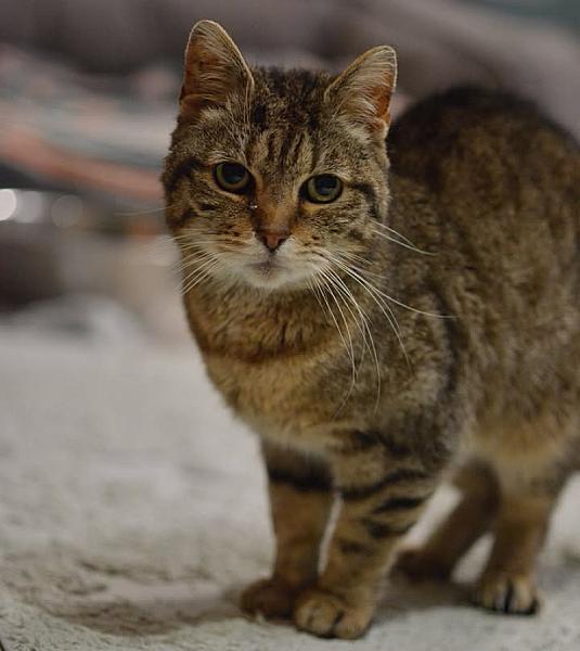 Kattenpraat