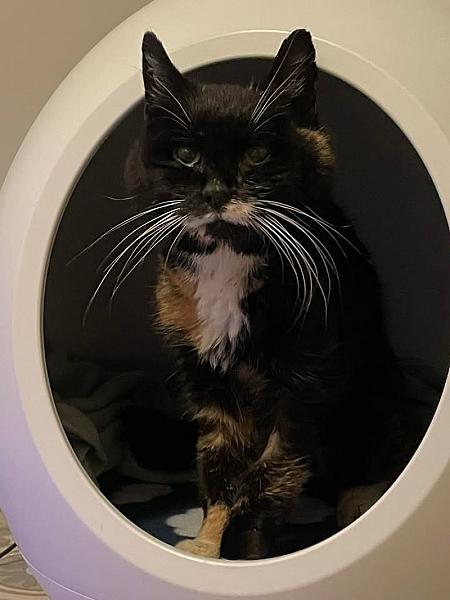 Kattenpraat