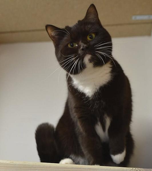 Kattenpraat