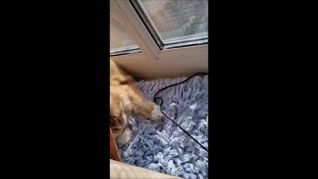 Kattenpraat