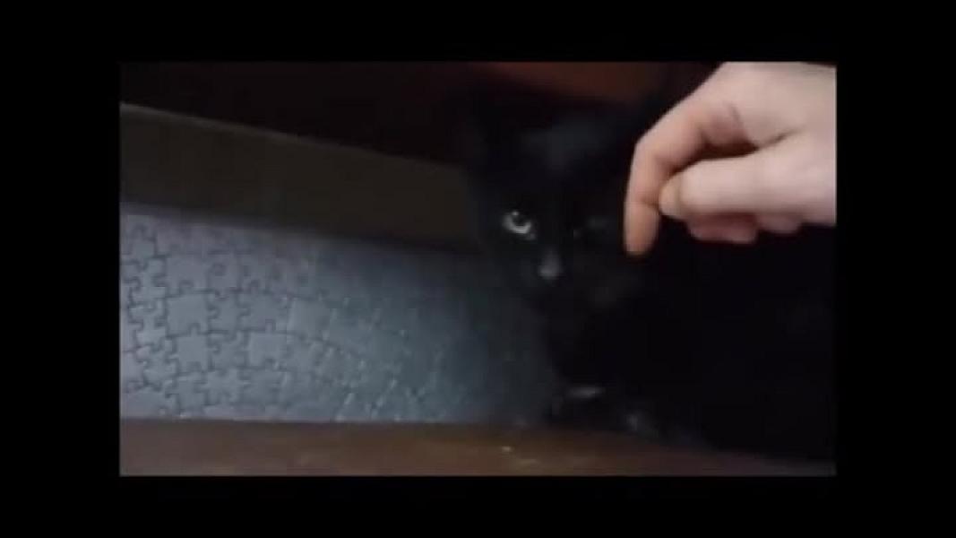 Kattenpraat