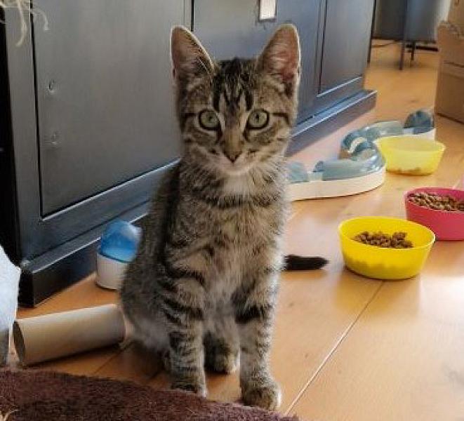 Kattenpraat