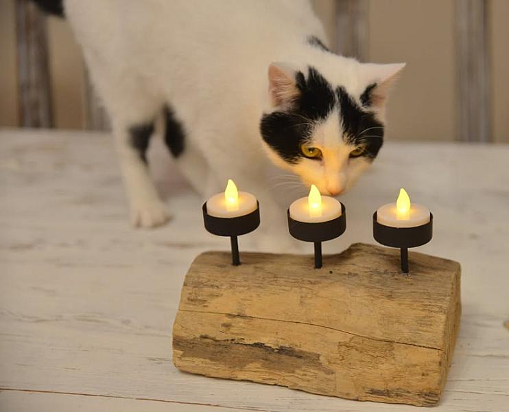 Kattenpraat