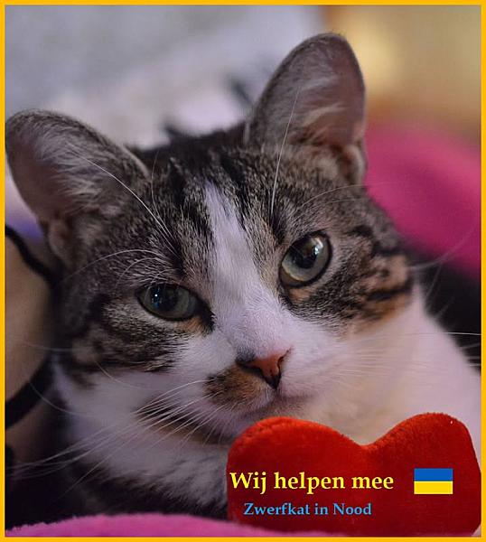 Kattenpraat