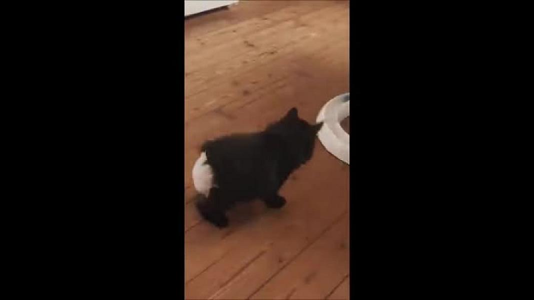 Kattenpraat