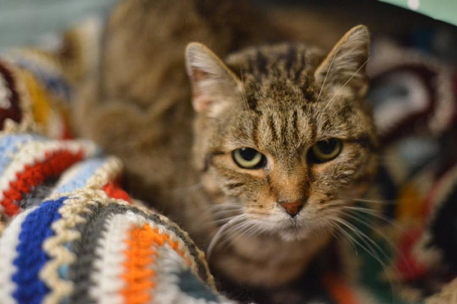 Kattenpraat