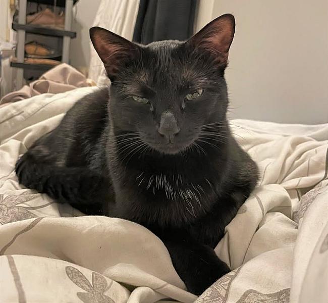 Kattenpraat