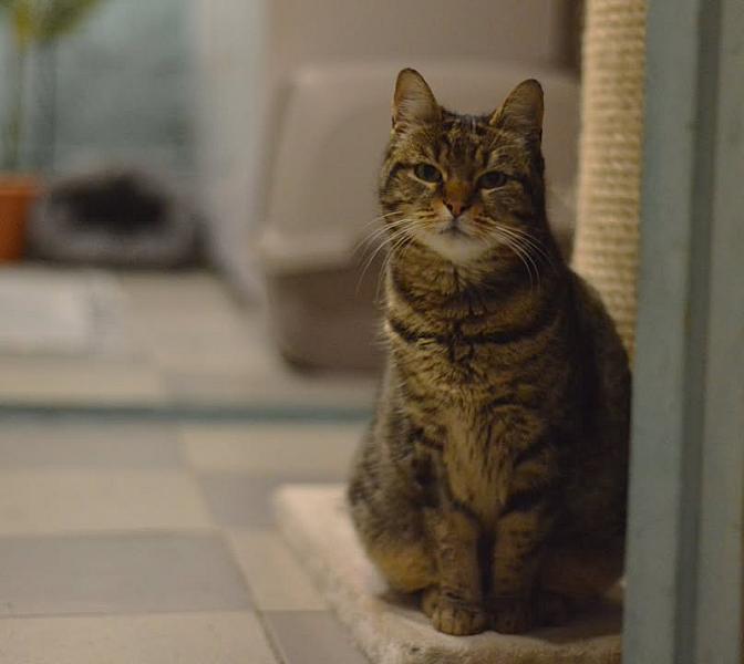 Kattenpraat