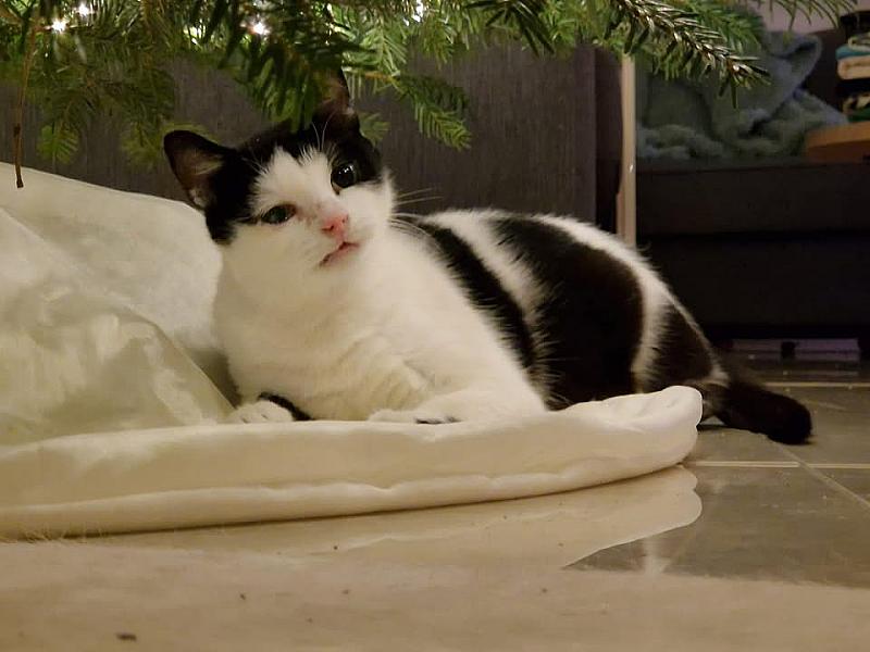 Kattenpraat