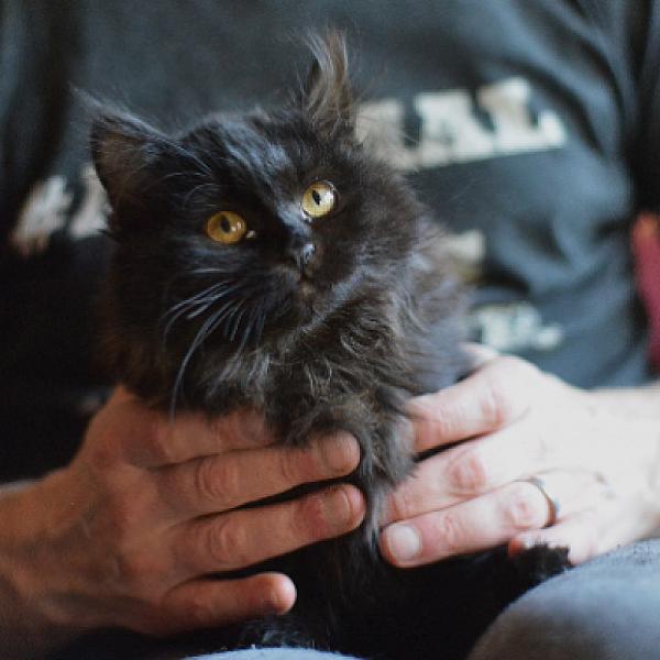 Kattenpraat