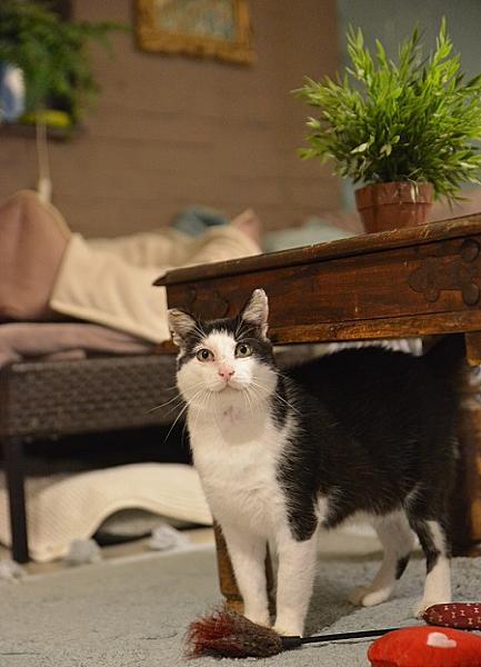 Kattenpraat