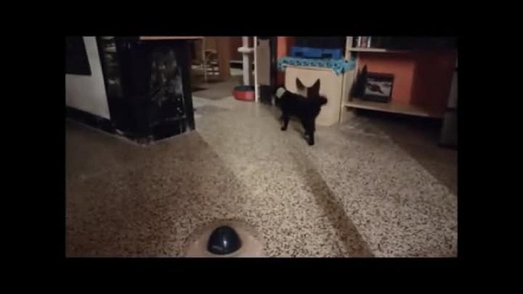 Kattenpraat