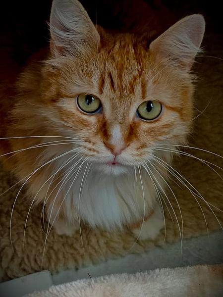 Kattenpraat