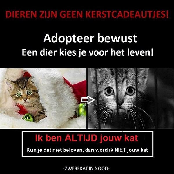 Kattenpraat