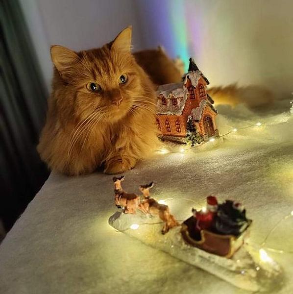 Kattenpraat
