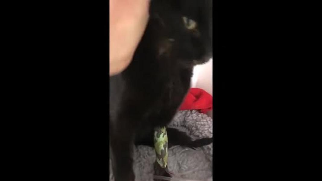 Kattenpraat