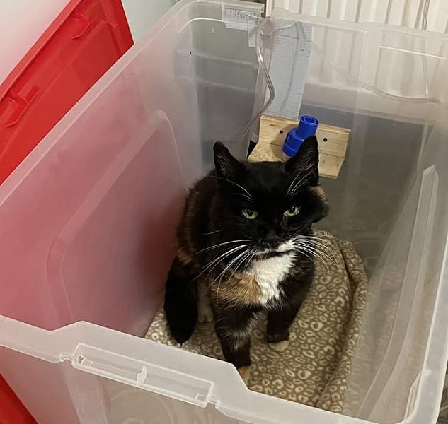 Kattenpraat