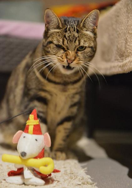 Kattenpraat