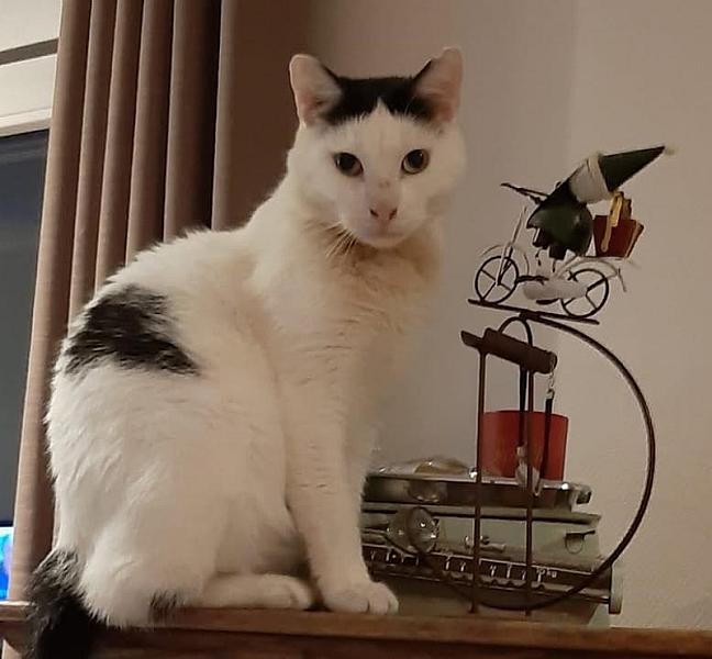 Kattenpraat