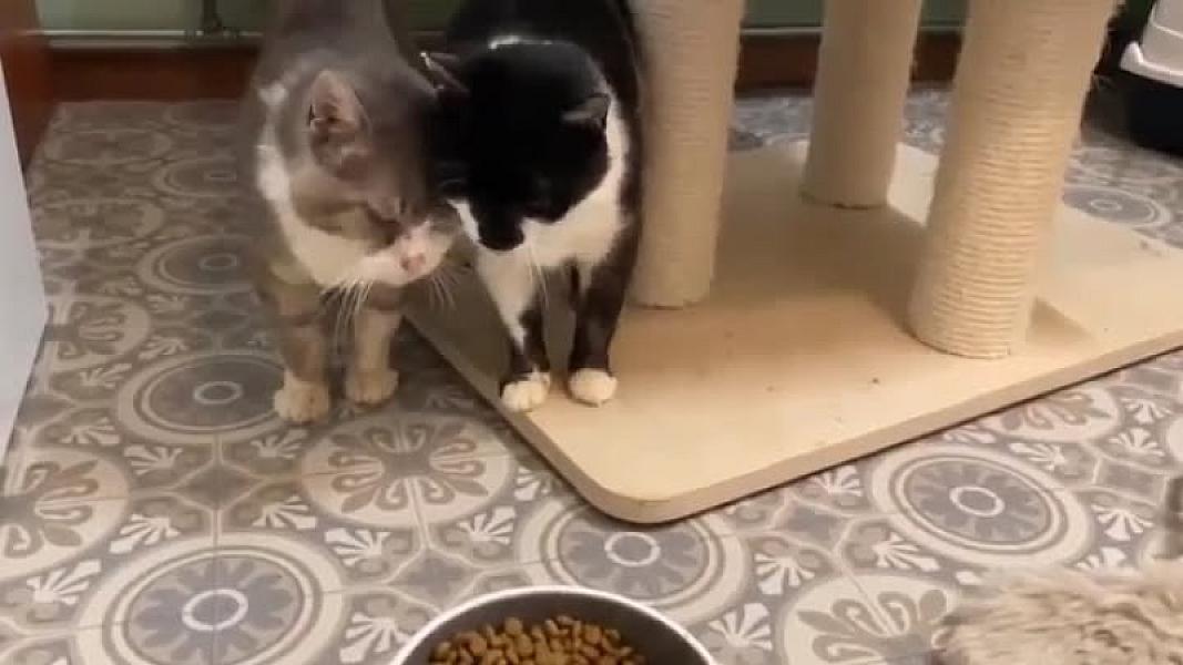 Kattenpraat