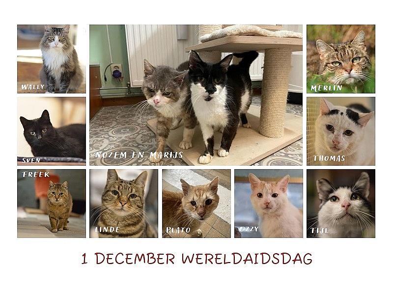 Kattenpraat