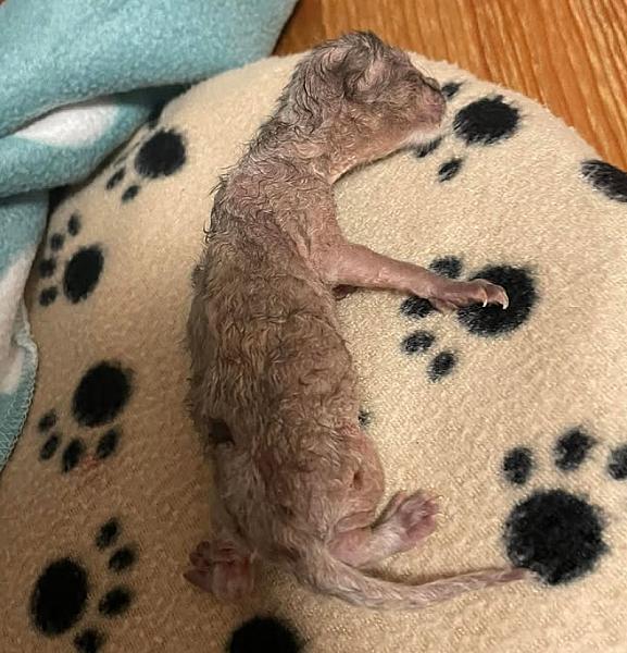 Kattenpraat