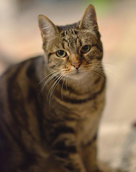 Kattenpraat