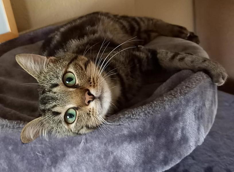 Kattenpraat