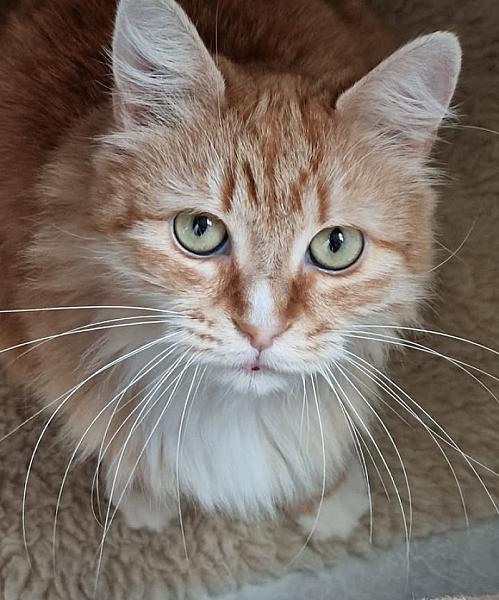 Kattenpraat