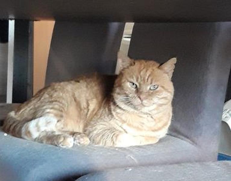 Kattenpraat