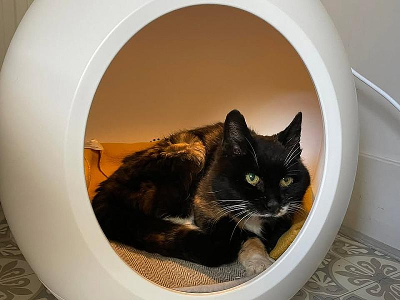 Kattenpraat