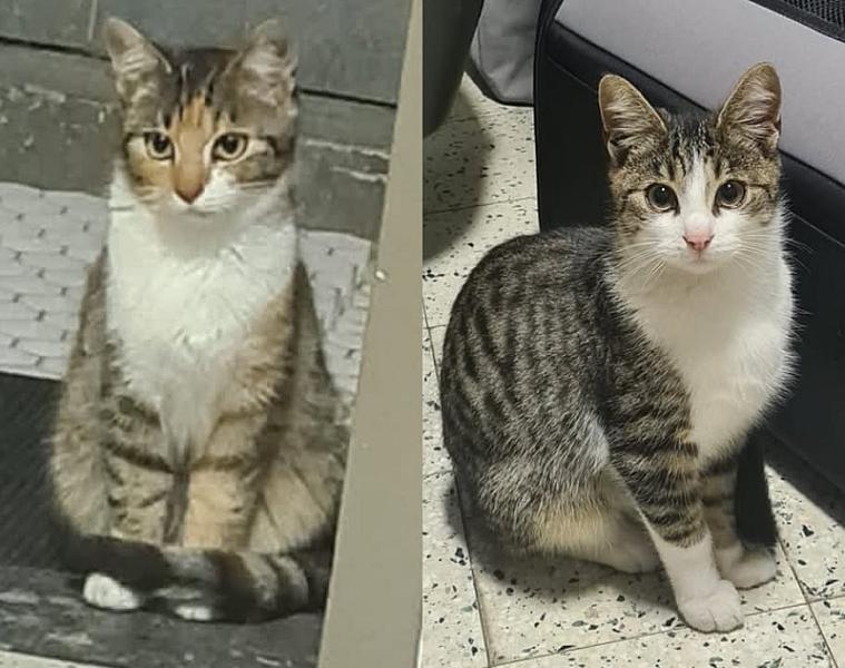 Kattenpraat