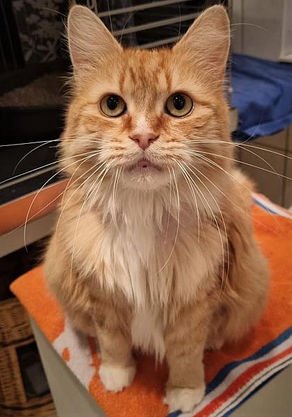 Kattenpraat