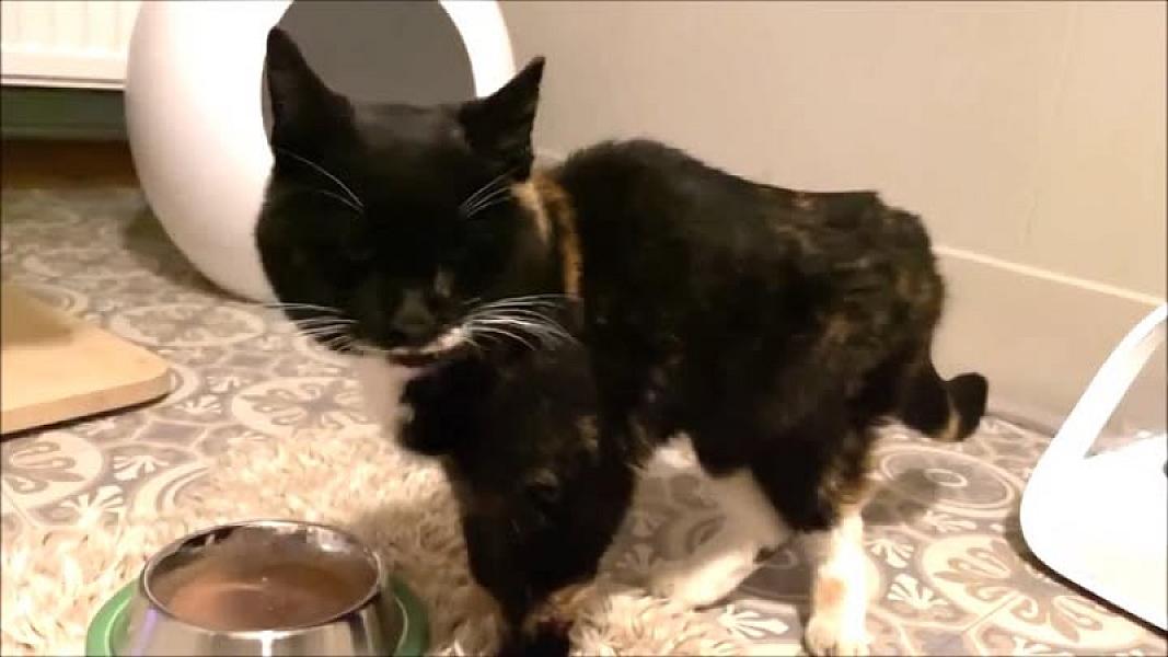 Kattenpraat
