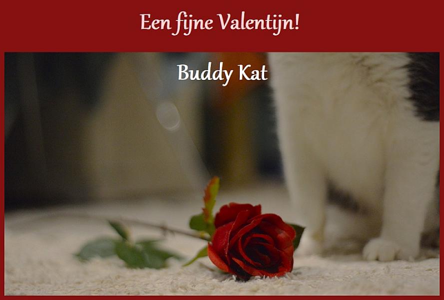 Kattenpraat