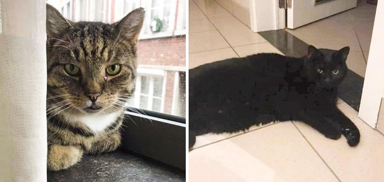 Kattenpraat