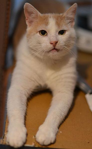 Kattenpraat