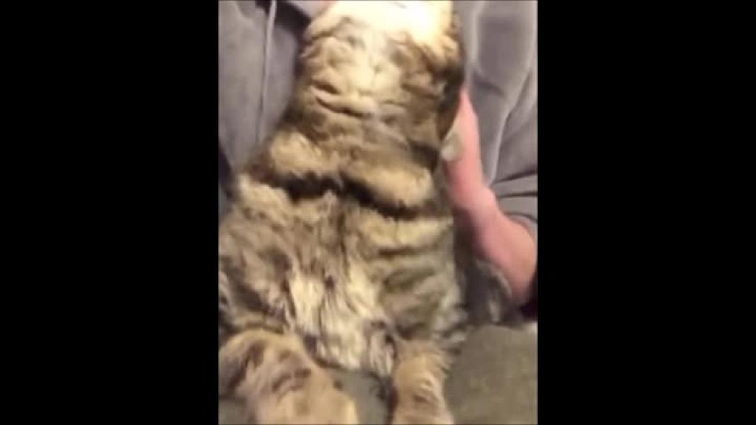 Kattenpraat