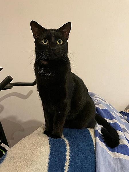 Kattenpraat