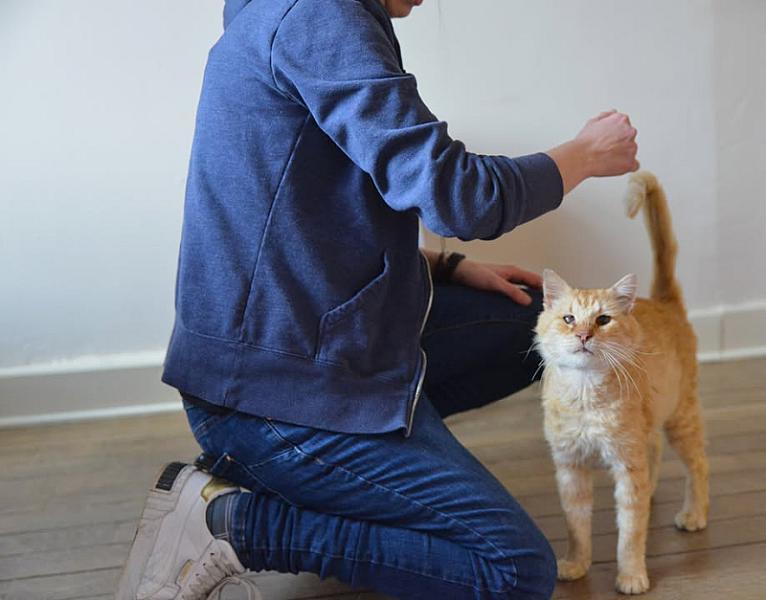 Kattenpraat
