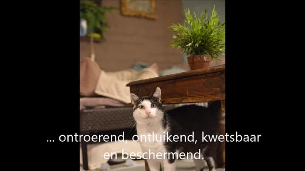 Kattenpraat