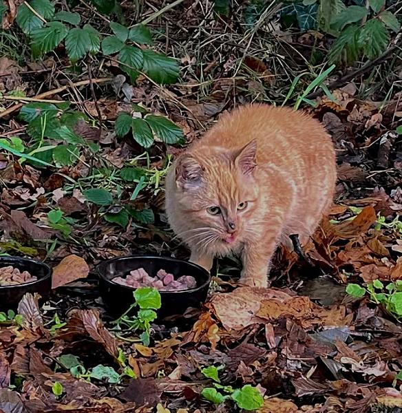 Kattenpraat