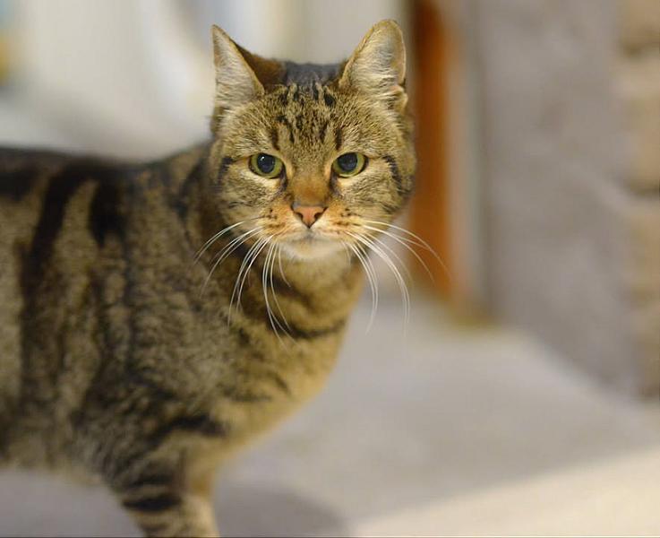 Kattenpraat