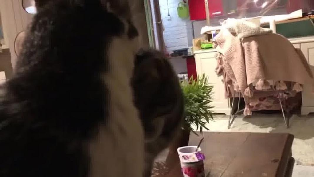 Kattenpraat